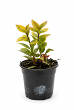 Load image into Gallery viewer, Nematanthus greg 'Aurora Gold' 4" - Goldfish Plant