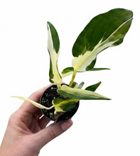 Load image into Gallery viewer, Epipremnum Mutant Manjula 2" - Pothos