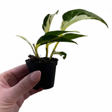 Load image into Gallery viewer, Epipremnum Mutant Manjula 2" - Pothos