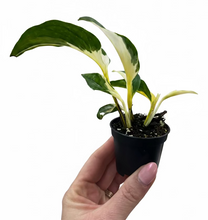 Load image into Gallery viewer, Epipremnum Mutant Manjula 2" - Pothos
