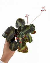 Load image into Gallery viewer, Begonia cleopatrae 4"
