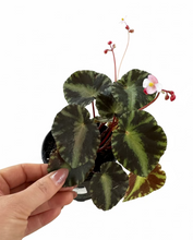 Load image into Gallery viewer, Begonia cleopatrae 4"