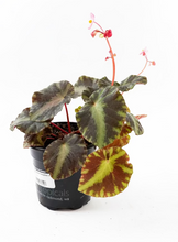 Load image into Gallery viewer, Begonia cleopatrae 4"