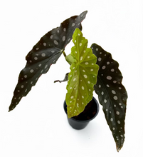 Load image into Gallery viewer, Begonia maculata 4''