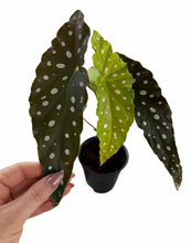 Load image into Gallery viewer, Begonia maculata 4''