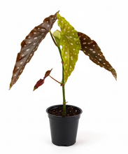Load image into Gallery viewer, Begonia maculata 4''
