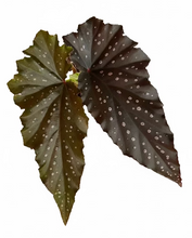 Load image into Gallery viewer, Begonia Fannie Moser 4"