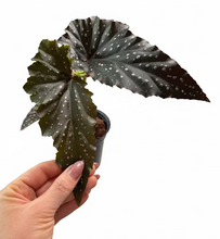 Load image into Gallery viewer, Begonia Fannie Moser 4"