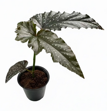 Load image into Gallery viewer, Begonia Fannie Moser 4"