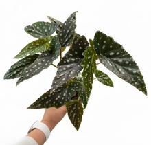 Load image into Gallery viewer, Begonia Spotlight Green 4"
