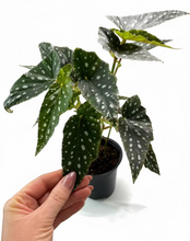 Load image into Gallery viewer, Begonia Spotlight Green 4"