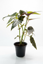 Load image into Gallery viewer, Begonia Spotlight Green 4"