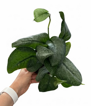 Load image into Gallery viewer, Scindapsus Mount Salak 5" - Satin Pothos