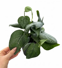 Load image into Gallery viewer, Scindapsus Mount Salak 5" - Satin Pothos