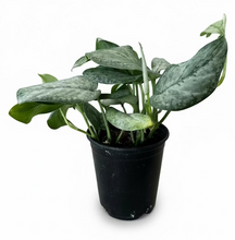 Load image into Gallery viewer, Scindapsus Mount Salak 5" - Satin Pothos