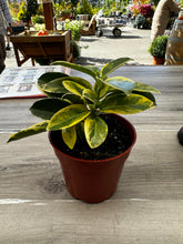 Load image into Gallery viewer, Stephanotis floribunda variegata 4" - Madagascar Jasmine