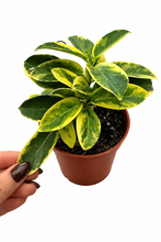 Load image into Gallery viewer, Stephanotis floribunda variegata 4" - Madagascar Jasmine