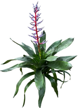 Load image into Gallery viewer, Aechmea Del Mar 6" - Bromeliad