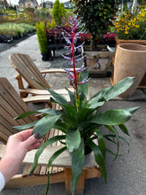 Load image into Gallery viewer, Aechmea Del Mar 6" - Bromeliad