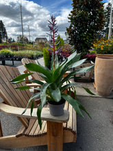 Load image into Gallery viewer, Aechmea Del Mar 6" - Bromeliad