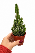 Load image into Gallery viewer, Acanthocereus tetragonus 2" - Fairy Castle Cactus