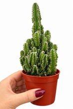 Load image into Gallery viewer, Acanthocereus tetragonus 2" - Fairy Castle Cactus