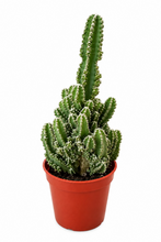 Load image into Gallery viewer, Acanthocereus tetragonus 2" - Fairy Castle Cactus
