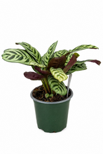 Load image into Gallery viewer, Ctenanthe burle marxii 4"