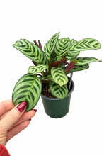 Load image into Gallery viewer, Ctenanthe burle marxii 4"