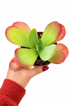 Load image into Gallery viewer, Kalanchoe Flapjack 4"