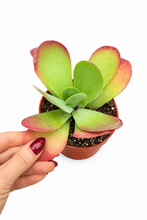 Load image into Gallery viewer, Kalanchoe Flapjack 4"