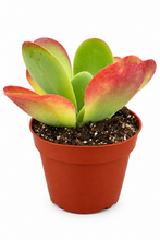 Load image into Gallery viewer, Kalanchoe Flapjack 4"