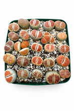 Load image into Gallery viewer, Lithops sp. 4" - 25 per pot