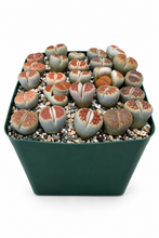 Load image into Gallery viewer, Lithops sp. 4" - 25 per pot