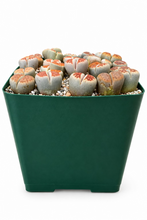 Load image into Gallery viewer, Lithops sp. 4" - 25 per pot