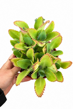 Load image into Gallery viewer, Kalanchoe daigremontiana 6" - Mother of Millions