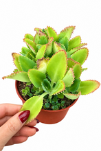 Load image into Gallery viewer, Kalanchoe daigremontiana 6" - Mother of Millions