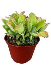 Load image into Gallery viewer, Kalanchoe daigremontiana 6" - Mother of Millions