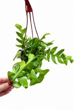 Load image into Gallery viewer, Selenicereus Chrysocardium 6" - Fern Leaf Cactus