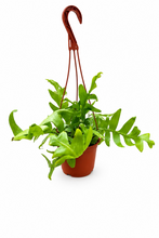 Load image into Gallery viewer, Selenicereus Chrysocardium 6" - Fern Leaf Cactus