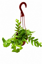 Load image into Gallery viewer, Selenicereus Chrysocardium 6" - Fern Leaf Cactus