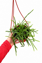 Load image into Gallery viewer, Rhipsalis boliviana 6"