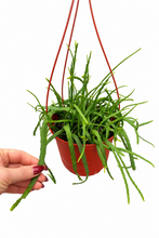 Load image into Gallery viewer, Rhipsalis boliviana 6"