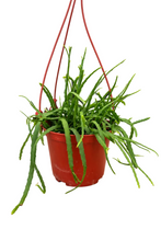 Load image into Gallery viewer, Rhipsalis boliviana 6"