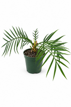 Load image into Gallery viewer, Philodendron Tortum 6"