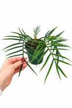 Load image into Gallery viewer, Philodendron Tortum 6"
