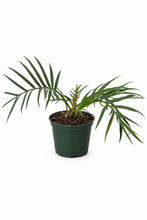 Load image into Gallery viewer, Philodendron Tortum 6"