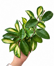 Load image into Gallery viewer, Hoya Carnosa Tricolor 4"