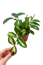 Load image into Gallery viewer, Hoya Carnosa Tricolor 4"