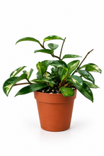 Load image into Gallery viewer, Hoya Carnosa Tricolor 4"